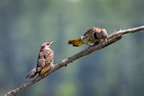Northern Flickers by Branka Clemens