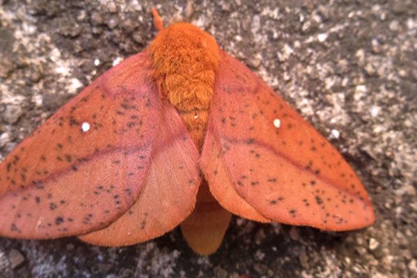 Orange-tipped oakworm moth by Jeanette Jaskula