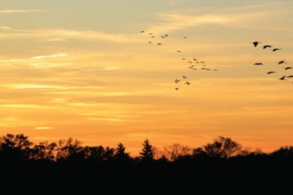 Jasper Pulaski Sandhill Cranes - Katherine Stob