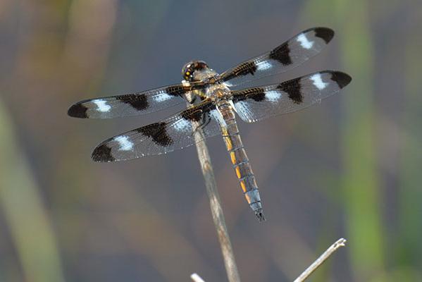 Twelve Spotted Skimmer by Rick Katz