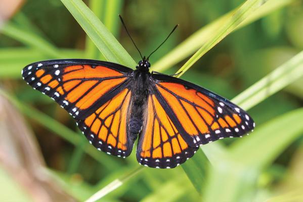 Viceroy Butterfly by Ryan Rasmussen/TNC