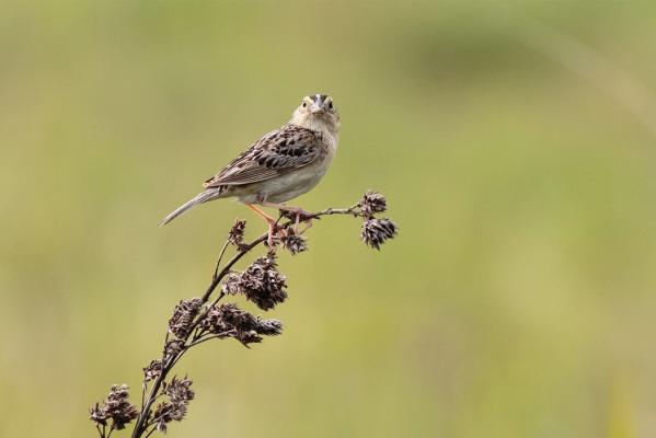 Grasshopper Sparrow by Kathy Malone