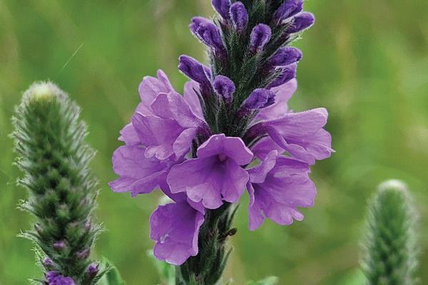 Hoary vervain at Kankakee-Sands