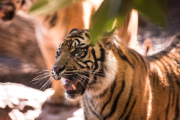 Sumatran Tigers