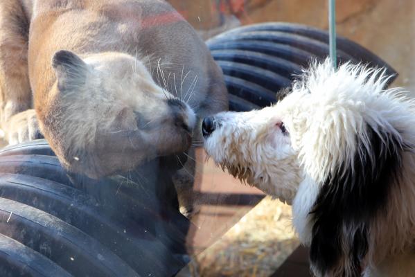 Elmwood Park Zoo is the first dog-friendly zoo in the us. As of March 2021, the zoo will welcome guests for a series of dog days and happy hours for families and their dogs