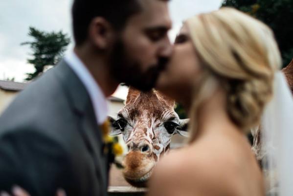 A giraffe photobombs the happy couple at Elmwood Park Zoo