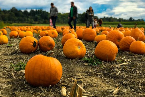 Pumpkin Patch