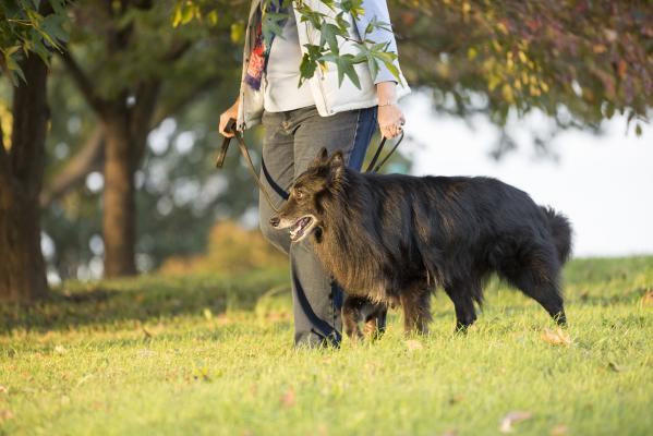 Dog being walked in park