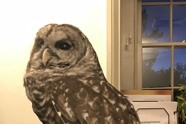 John James Audubon Center Owl