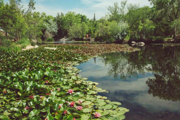 Festival green pond at the ABQ BioPark Botanic Garden