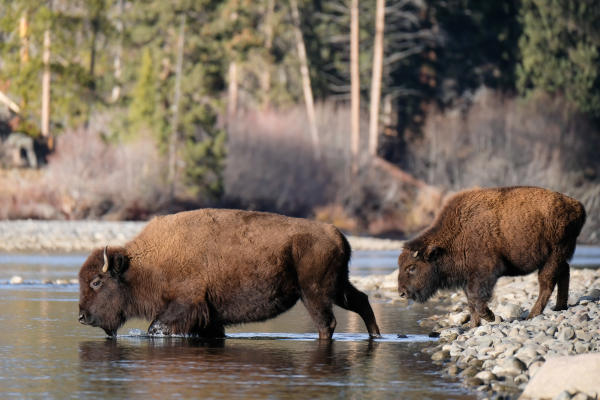 Mom and baby bison in Yellowstone