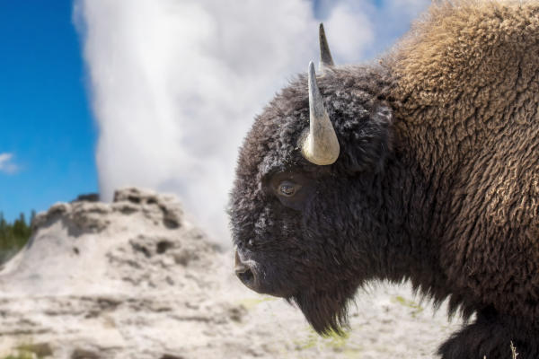 Buffalo in Yellowstone