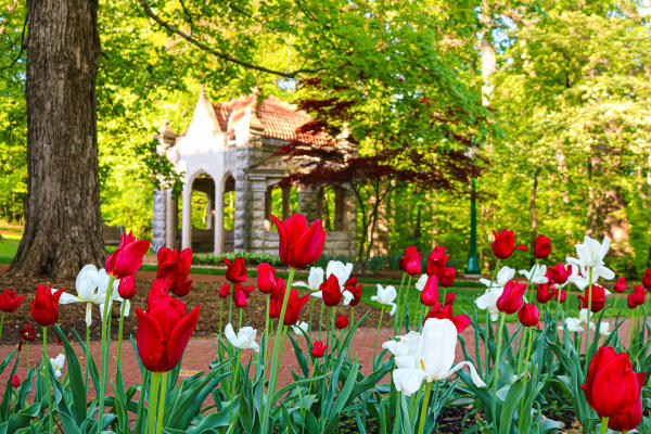 A close-up of tulips with the Rose Well House in the background
