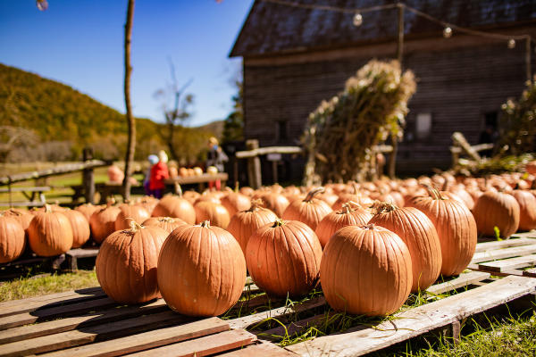 Dozen of pumpkins rest on pallets next to a rustic barn. In the background, rolling hills can be seen adorned with the colors of autumn.