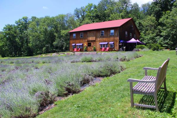 Peace Valley Lavender Farm (Brooke blog)