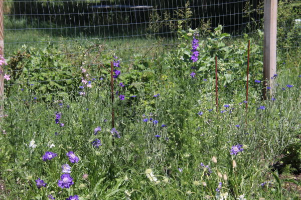 Wildflowers at the Bloomery