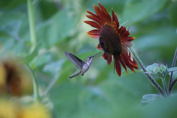 Birding Blog - Ruby-throated Hummingbird - Perrin Park - Clark