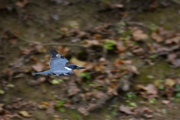 Belted kingfisher flying through a wooded area at Charlestown State Park in Southern Indiana.