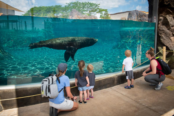 Family watching a seal swim at Adventure Cove at the Columbus Zoo and Aquarium