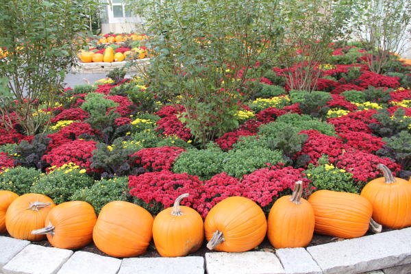 Harvest Blooms fall exhibition at Franklin Park Conservatory and Botanical Gardens