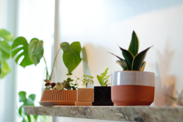 Terracotta planters from STUMP plants