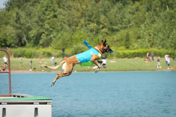 Dog jumping into water at WagFest