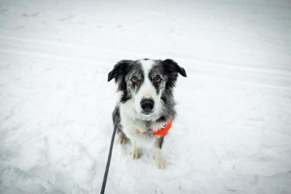 A dog looks up at the camera in the snow