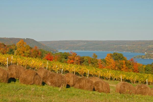 Fall foliage Keuka Lake