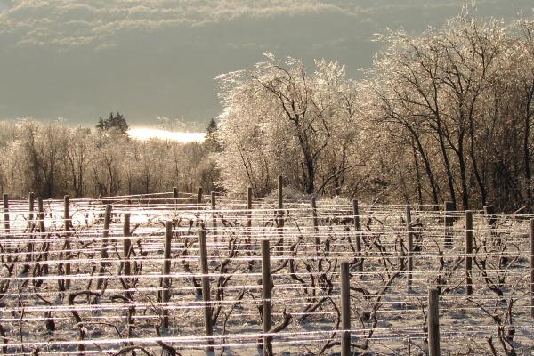 winter vineyards