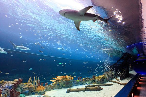 Shark Texas State Aquarium