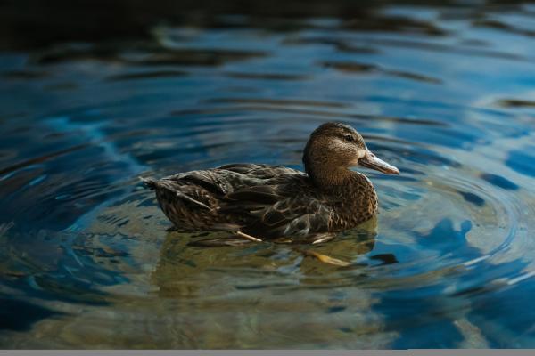 Bird in Water