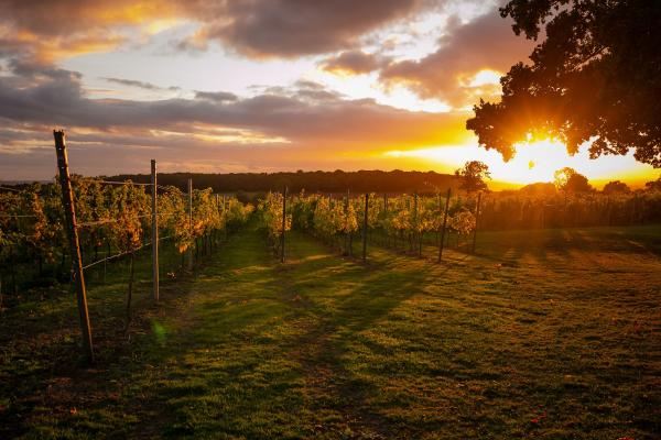 Blabers Hall Vineyard sunset
