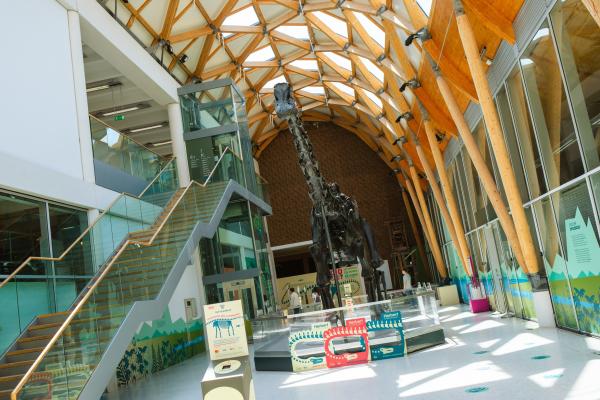 Dinosaur Dippy