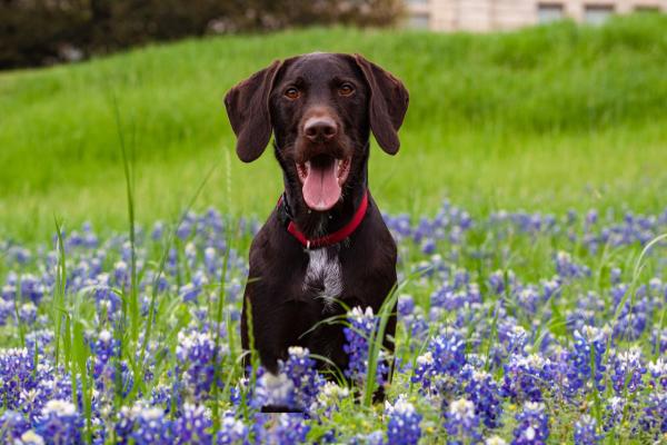Dog in Bluebonnets