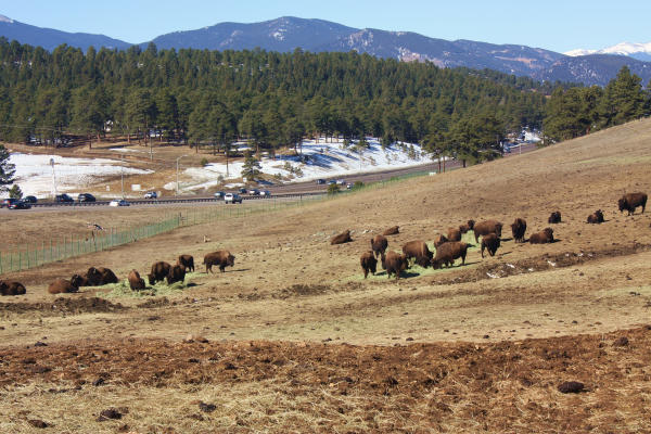 A herd of bison near Genesee Park, Colorado