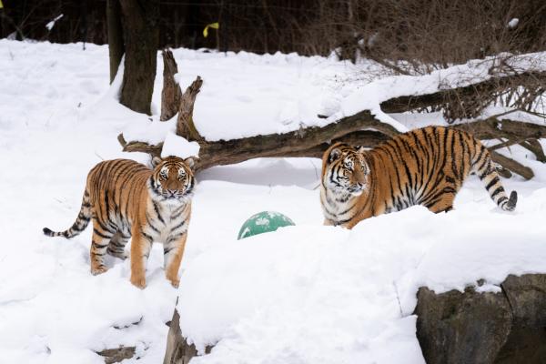 Tiger Siblings