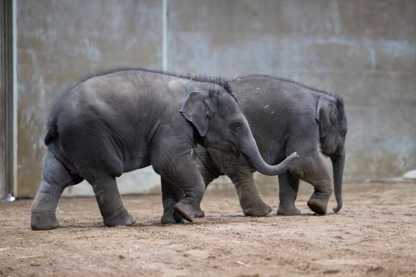 What s New At The Columbus Zoo what-s-new-at-the-columbus-zoo