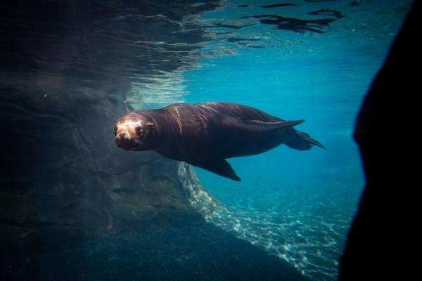 Sea Lion Adventure Cove