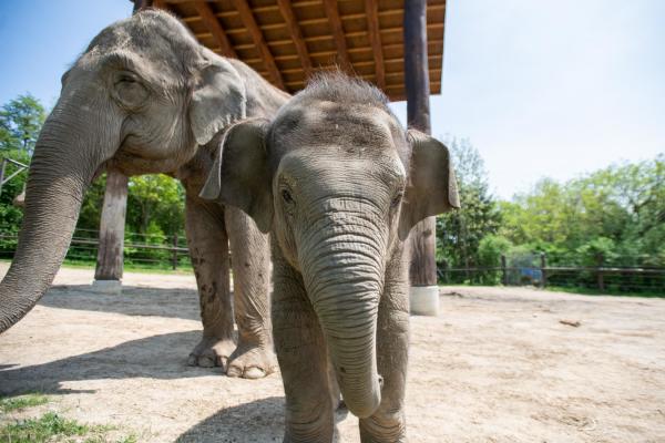 Baby elephant at the Columbus Zoo & Aquarium