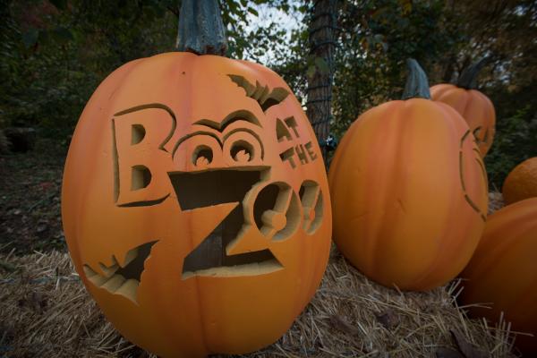 Boo at the Zoo carved pumpkins