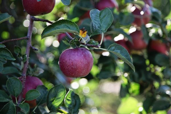 CherryHawk Farm Apples