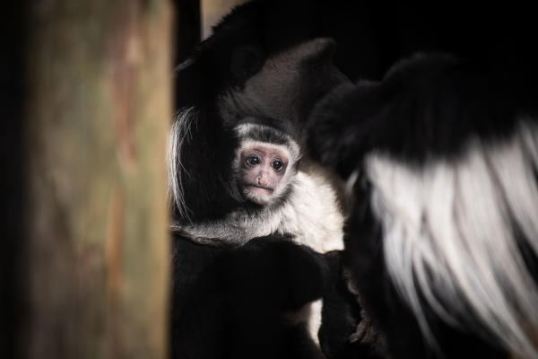 Colobus Monkey baby Columbus Zoo and Aquarium