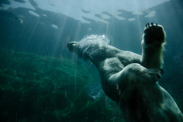 A polar bear under water at the Columbus Zoo and Aquarium