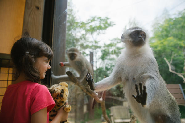 Young girl holding her cheetah stuffed animal while coming face to face with monkeys at an exhibit at the Columbus Zoo & Aquarium