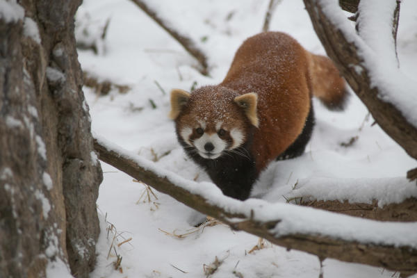 Red panda walking through the snow at the Columbus Zoo