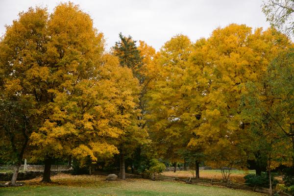 FAll in Dublin