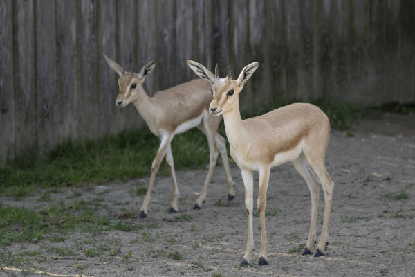 Baby Gazelles Columbus Zoo