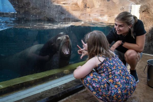 Sea Lion Experience Columbus Zoo