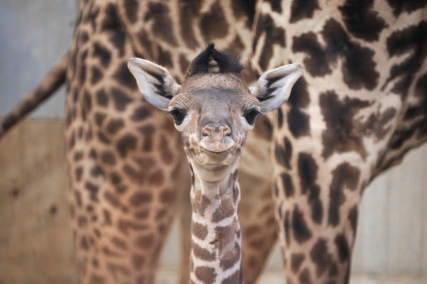 Baby Giraffe