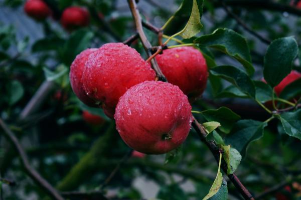Miller's Orchard